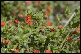 Image result for Anagallis arvensis