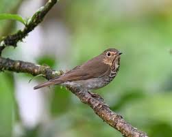 Image result for Catharus ustulatus