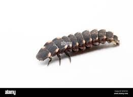 Attēlu rezultāti vaicājumam “Lampyris noctiluca larva”