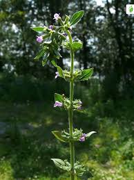 Attēlu rezultāti vaicājumam “Acinos arvensis leaf”