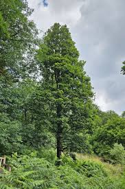 Attēlu rezultāti vaicājumam “Acer platanoides”