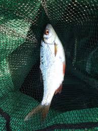 Image result for Plough Angling Society