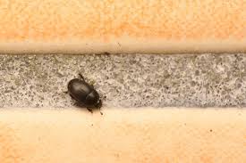 Attēlu rezultāti vaicājumam “Meligethes sp.”