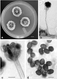 Attēlu rezultāti vaicājumam “Stemonitopsis aequalis var. microspora”