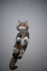 Image result for invisible cat