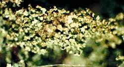 Attēlu rezultāti vaicājumam “Cladonia parasitica”