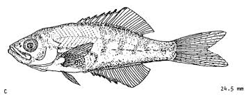 Image result for Myzopsetta ferruginea