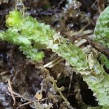 Attēlu rezultāti vaicājumam “Barbilophozia lycopodioides”