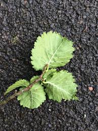 Attēlu rezultāti vaicājumam “Ulmus x hollandica leaf”