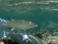 Image result for Crenimugil seheli