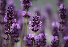 Image result for Lavendel