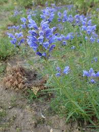 Attēlu rezultāti vaicājumam “Dracocephalum ruyschiana fruit”