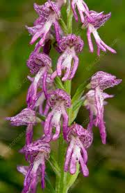 Attēlu rezultāti vaicājumam “Orchis militaris”