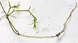 Attēlu rezultāti vaicājumam “Potamogeton trichoides”