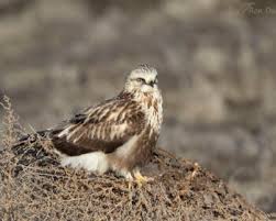 Attēlu rezultāti vaicājumam “Buteo lagopus adult”