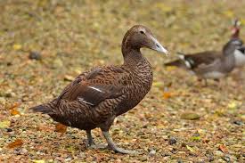 Attēlu rezultāti vaicājumam “Somateria mollissima”