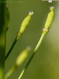 Attēlu rezultāti vaicājumam “Armoracia rusticana leaf”