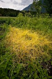 Attēlu rezultāti vaicājumam “Cuscuta europaea fruit”