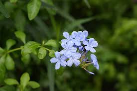 Attēlu rezultāti vaicājumam “Plumbaginaceae”