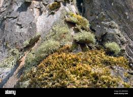 Attēlu rezultāti vaicājumam “Evernia divaricata”