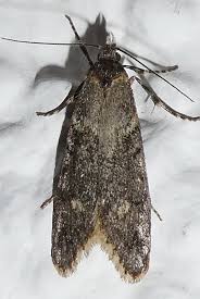 Attēlu rezultāti vaicājumam “Diurnea fagella”