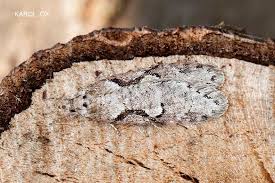 Attēlu rezultāti vaicājumam “Semioscopis steinkellneriana”