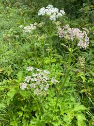 Image result for Heracleum sphondylium