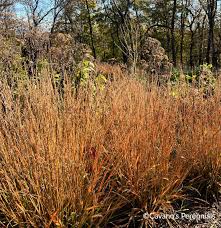 Attēlu rezultāti vaicājumam “Calamagrostis canescens fruit”
