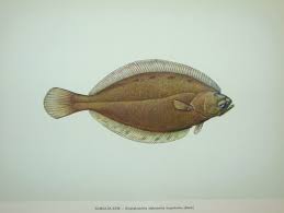 Image result for Hippoglossoides platessoides