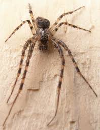 Attēlu rezultāti vaicājumam “Metellina merianae”