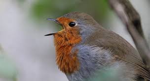 Attēlu rezultāti vaicājumam “Prunella modularis adult”