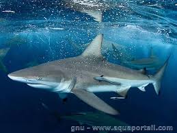 Image result for Carcharhinus brevipinna