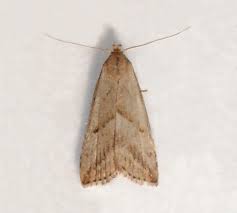 Attēlu rezultāti vaicājumam “Hypenodes humidalis”