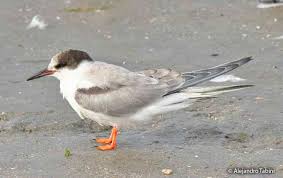 Attēlu rezultāti vaicājumam “Sterna hirundo adult”