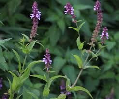 Attēlu rezultāti vaicājumam “Stachys palustris”