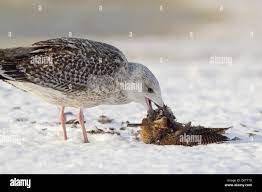 Attēlu rezultāti vaicājumam “Scolopax rusticola juvenile”