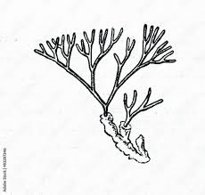 Attēlu rezultāti vaicājumam “Furcellaria lumbricalis”