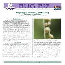 Attēlu rezultāti vaicājumam “Cribraria costata stalked”