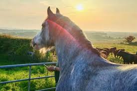 Image result for Scottish Equi Complex