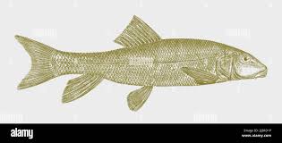 Image result for Catostomus commersonii