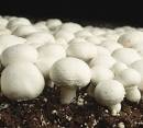 Button Mushroom products, buy Button Mushroom products from alibaba.