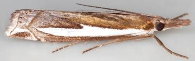 Attēlu rezultāti vaicājumam “Crambus hamella”