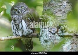 Attēlu rezultāti vaicājumam “Glaucidium passerinum adult”