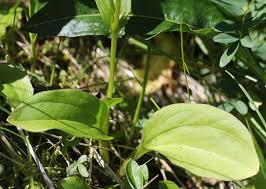 Attēlu rezultāti vaicājumam “Swertia perennis leaf”