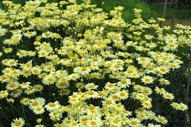 Image result for Anthemis tinctoria