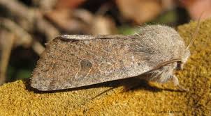 Attēlu rezultāti vaicājumam “Orthosia sp.”