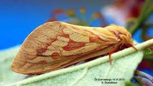 Attēlu rezultāti vaicājumam “Hepialus humuli”