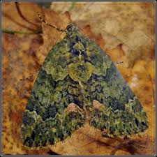 Attēlu rezultāti vaicājumam “Chloroclysta siterata”