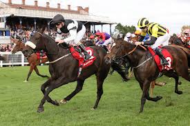 Image result for Ayr Riding Club