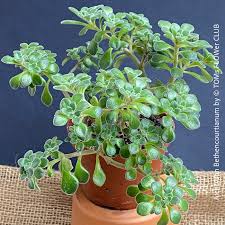 Image result for Aichryson